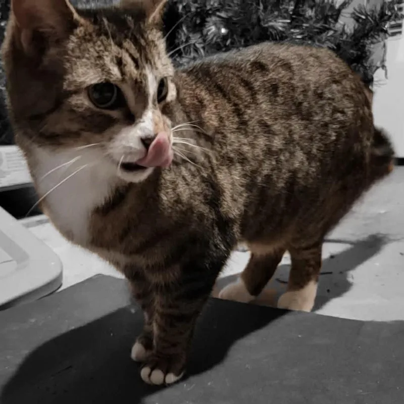 Frenchie thumbnail 3