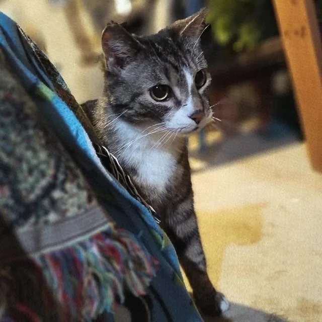 Frenchie thumbnail 4