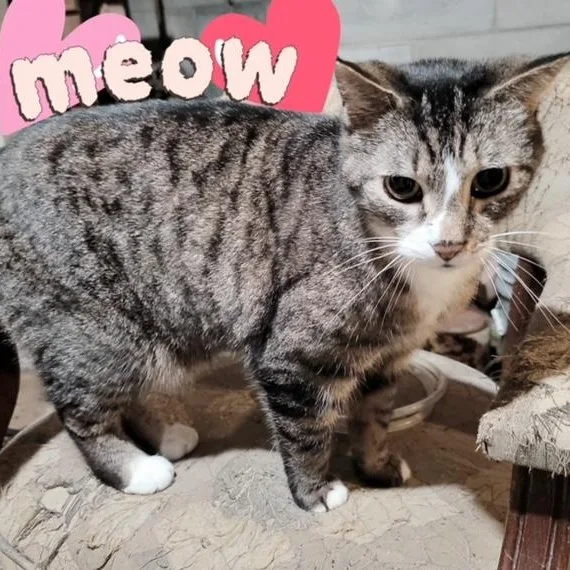 Frenchie thumbnail 5