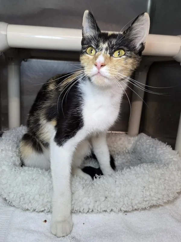 A young small-sized female Domestic Short Hair cat named Xylophone for adoption in Millersville, MD