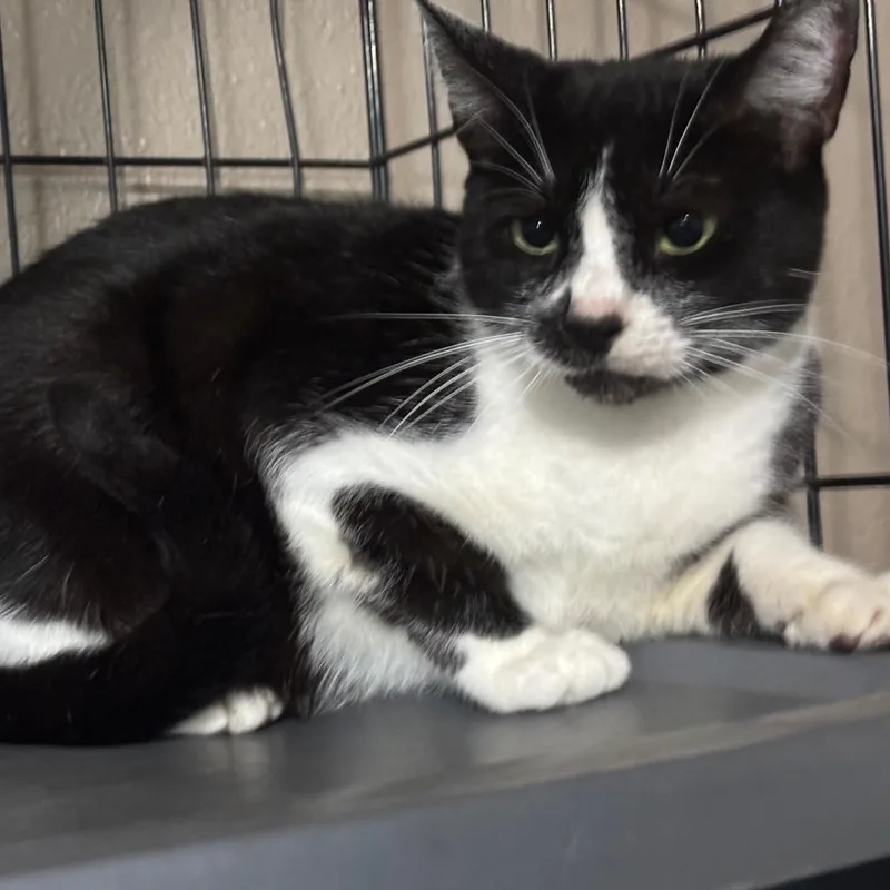 An adult large-sized male Black Domestic Short Hair cat named Dominic for adoption in Boston, MA