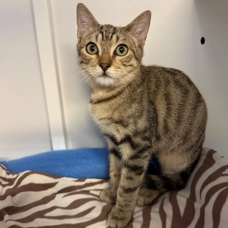 A baby small-sized male Domestic Short Hair cat named Robbie for adoption in Sarasota, FL