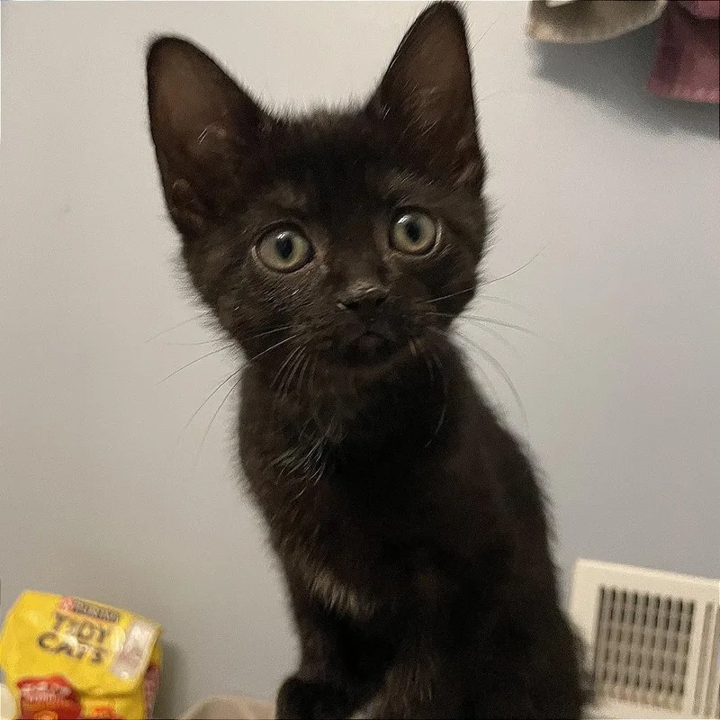A baby small-sized female Black Domestic Short Hair cat named Kanga C for adoption in Minnetonka, MN