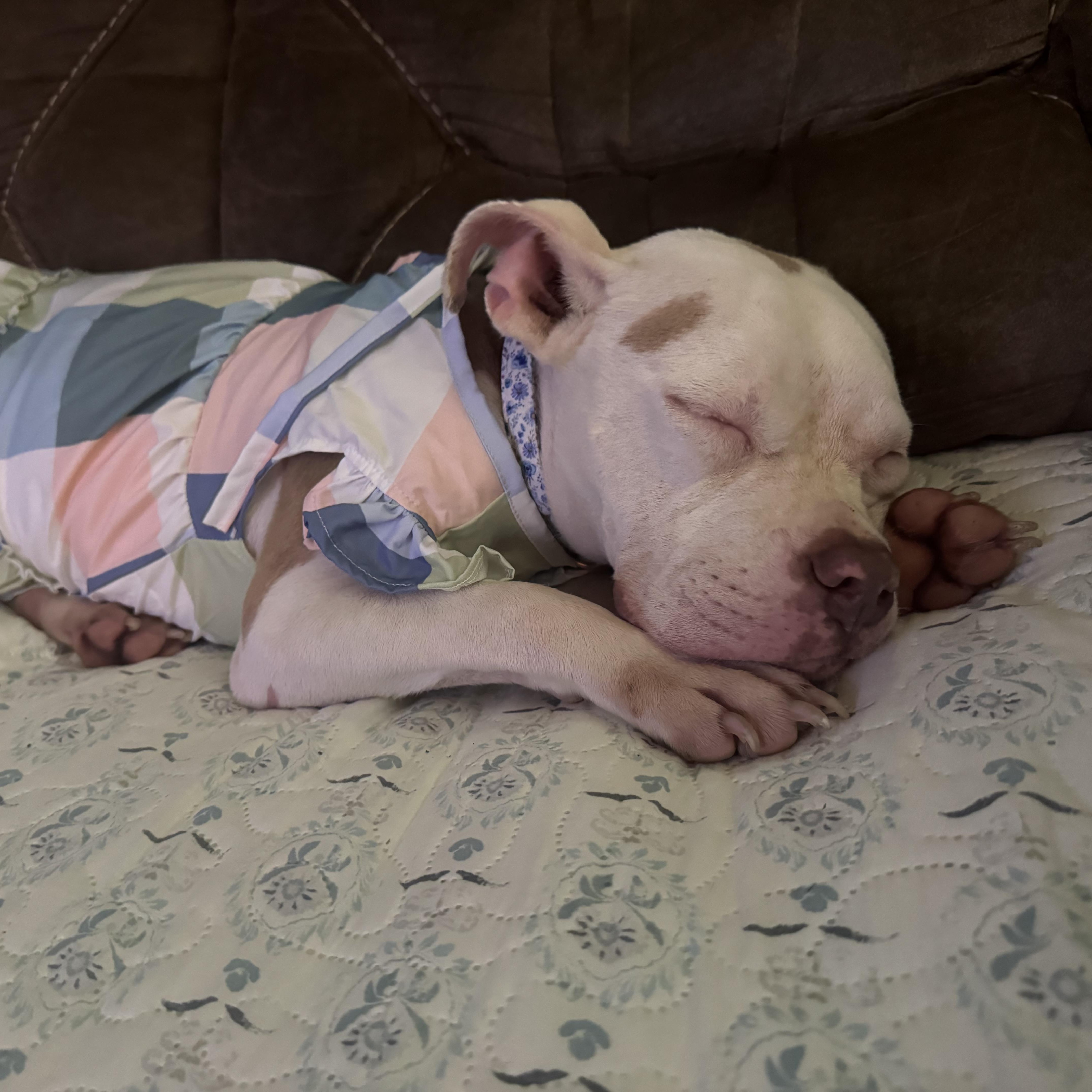 An adult small-sized female American Staffordshire Terrier dog named Banelli for adoption in Crosby, TX