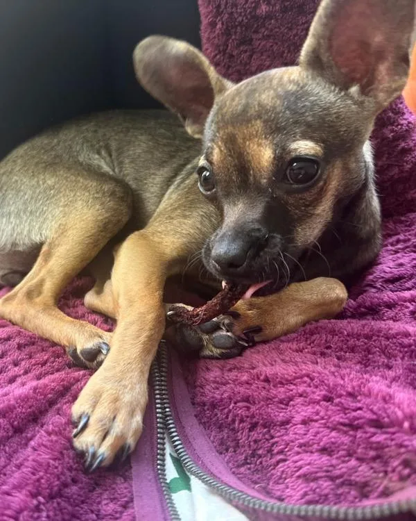 A young small-sized female Chihuahua dog named Cheddar for adoption in Novato, CA