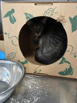 An adult small-sized female Domestic Short Hair cat named Fiona FKA cat for adoption in West Chester, PA
