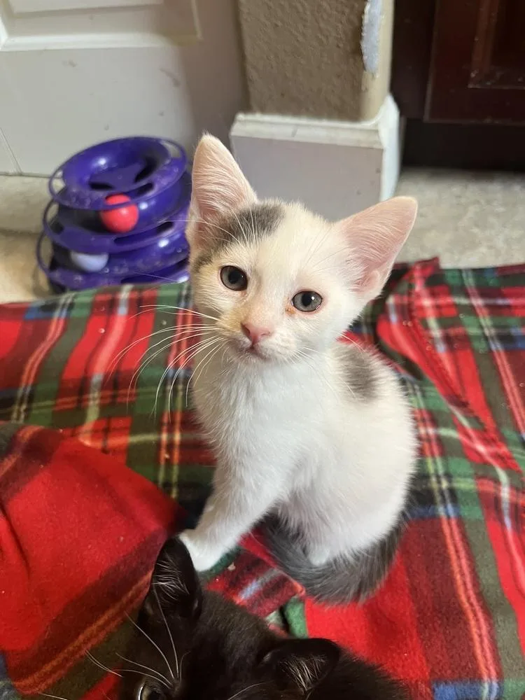 A baby small-sized female Black & White / Tuxedo American Shorthair cat named Iris for adoption in Tampa, FL