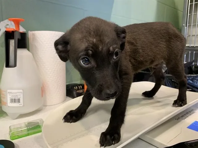A baby small-sized male Labrador Retriever dog named Bailey for adoption in Grand Prairie, TX