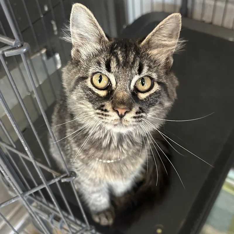 A baby large-sized female Domestic Medium Hair cat named Dixie for adoption in Gainesville, TX