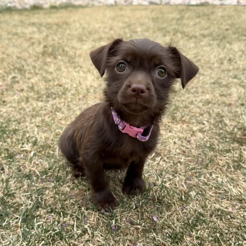 A baby small-sized female Brown / Chocolate Terrier dog named Mochi for adoption in Fort Collins, CO