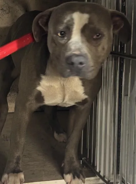 A young large-sized male Pit Bull Terrier dog named Leroy for adoption in Saint Cloud, FL