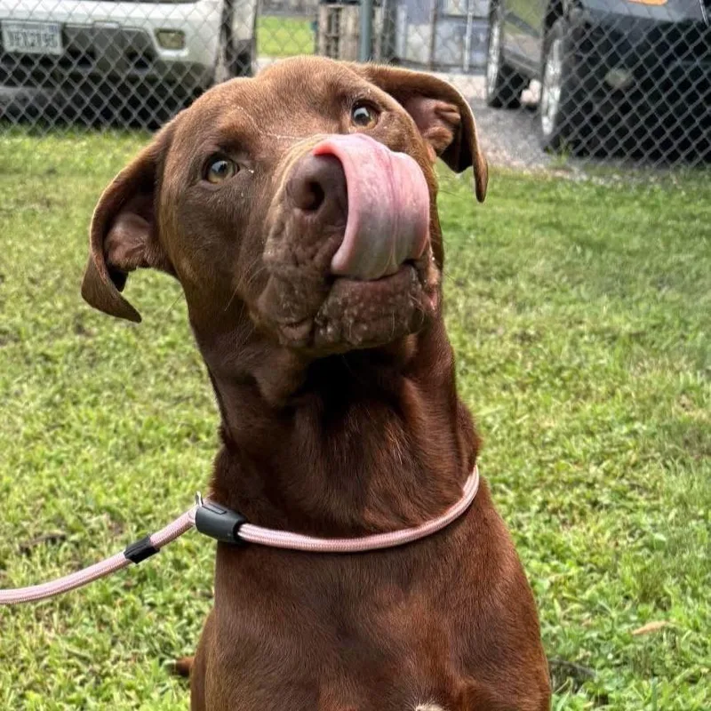 An adult medium-sized male Brown / Chocolate Chocolate Labrador Retriever dog named Woodrow for adoption in Troy, VA