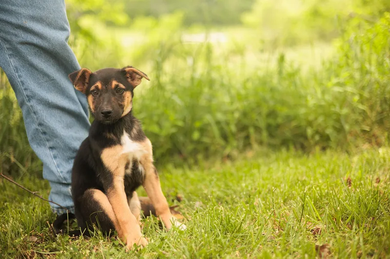 A baby medium-sized female Black German Shepherd Dog dog named Sage for adoption in Gradyville, KY