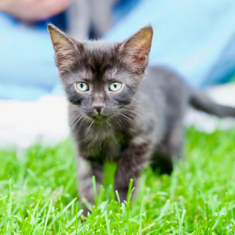 A baby small-sized male Black Domestic Short Hair cat named Sooty for adoption in Minneapolis, MN