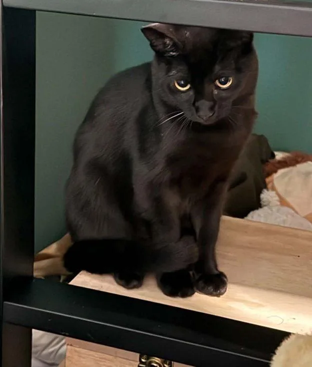 A young medium-sized male Black Domestic Short Hair cat named Remi for adoption in Anchorage, AK