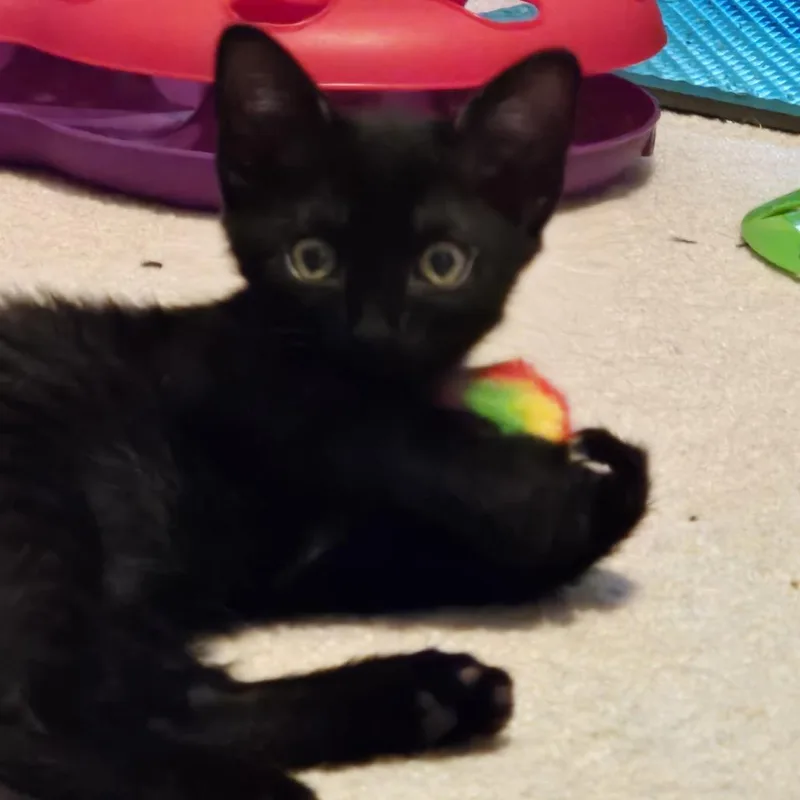 A baby small-sized female Domestic Short Hair cat named Double Stuff for adoption in Cumming, GA