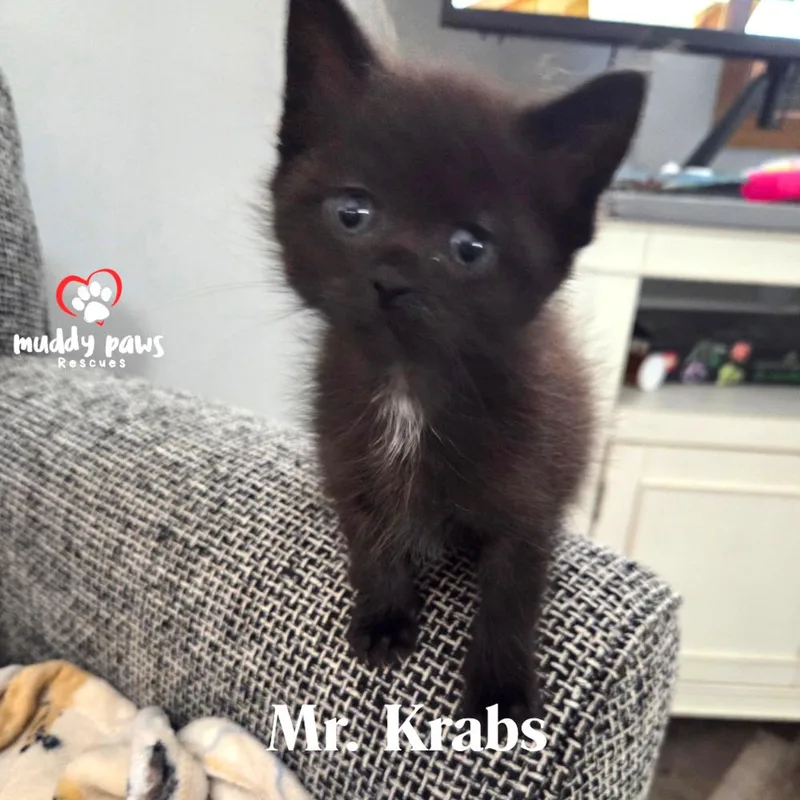 A baby small-sized female Black Domestic Short Hair cat named Spongebob Litter: Mr for adoption in Council Bluffs, IA