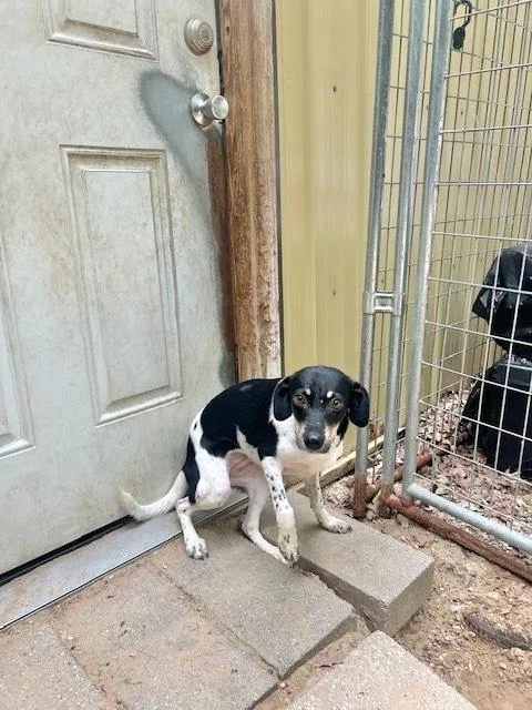 A young medium-sized female Tricolor (Brown, Black, & White) Rat Terrier dog named Jacqueline for adoption in Muskegon, MI