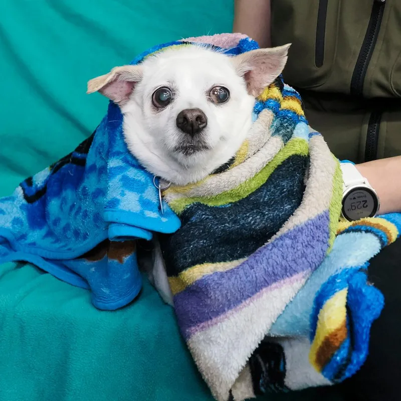 An adult small-sized female Yellow / Tan / Blond / Fawn Terrier dog named Clementine for adoption in Point Richmond, CA