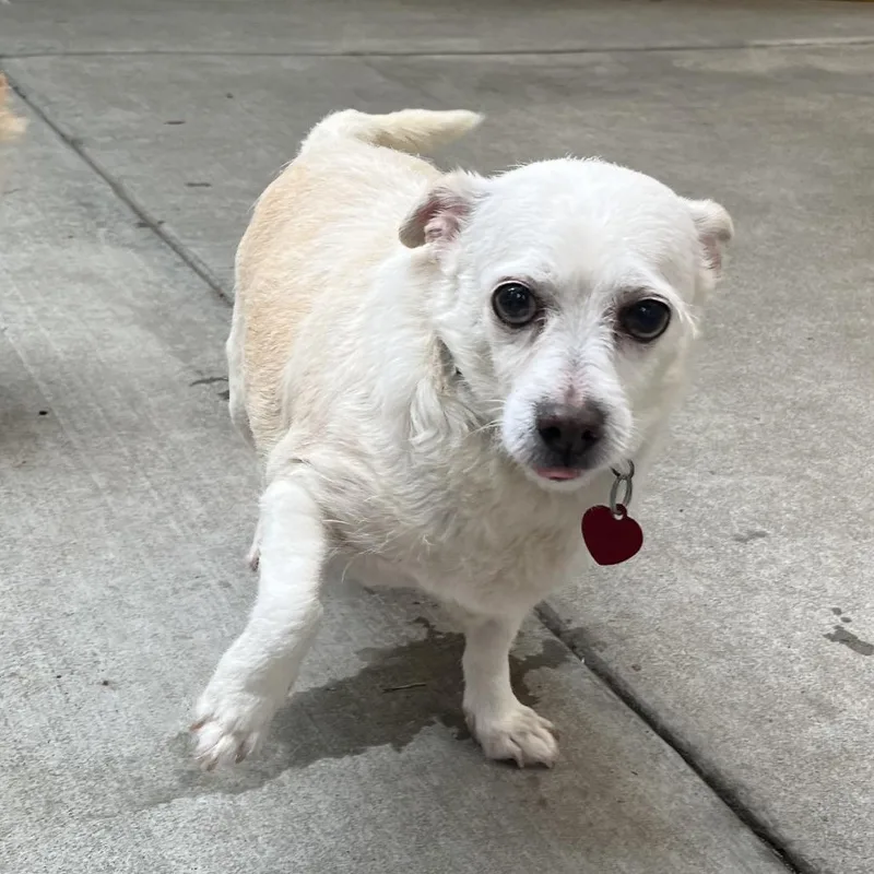 Clementine thumbnail 2