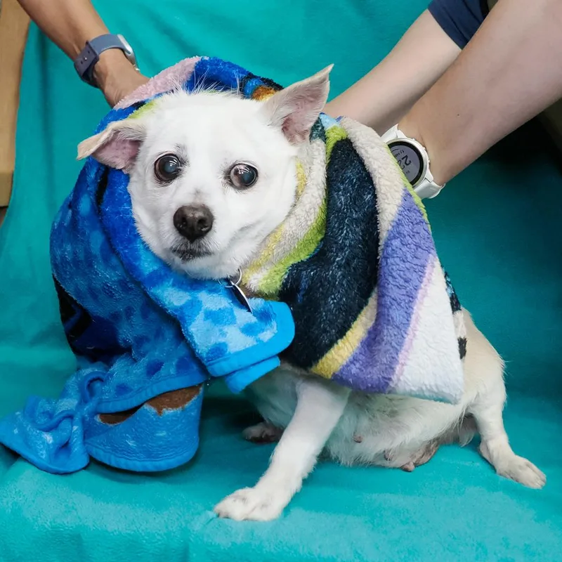 Clementine thumbnail 3