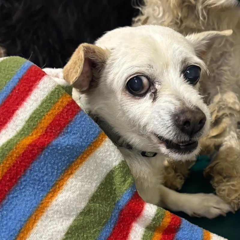 Clementine thumbnail 5