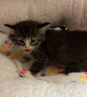 A baby medium-sized female Tabby (Brown / Chocolate) Domestic Short Hair cat named Mosiac for adoption in Mason City, IA