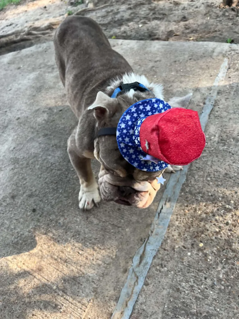 Eggroll the English Bulldog