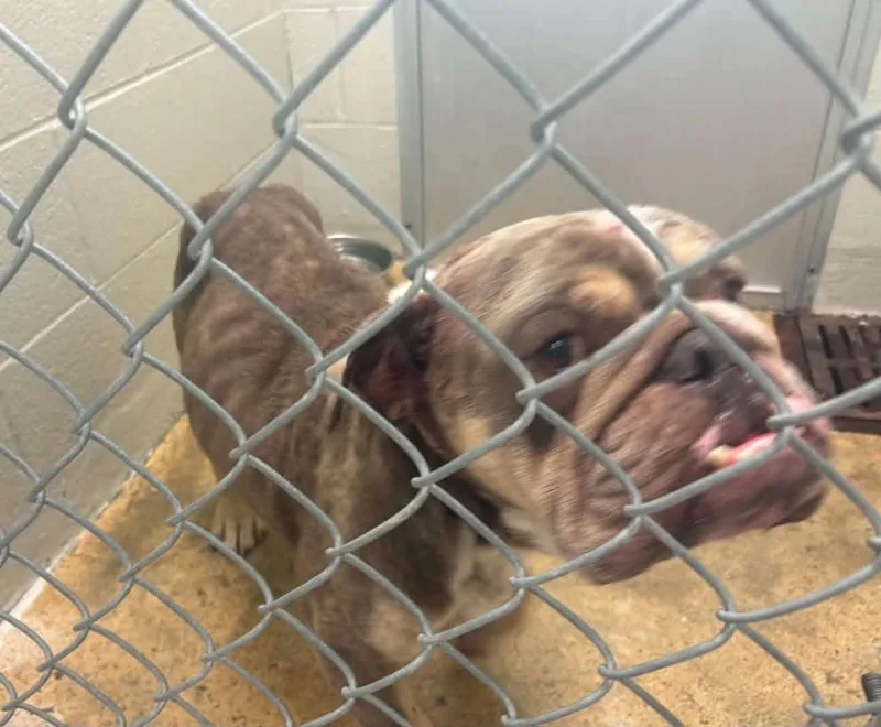 Eggroll the English Bulldog thumbnail 2