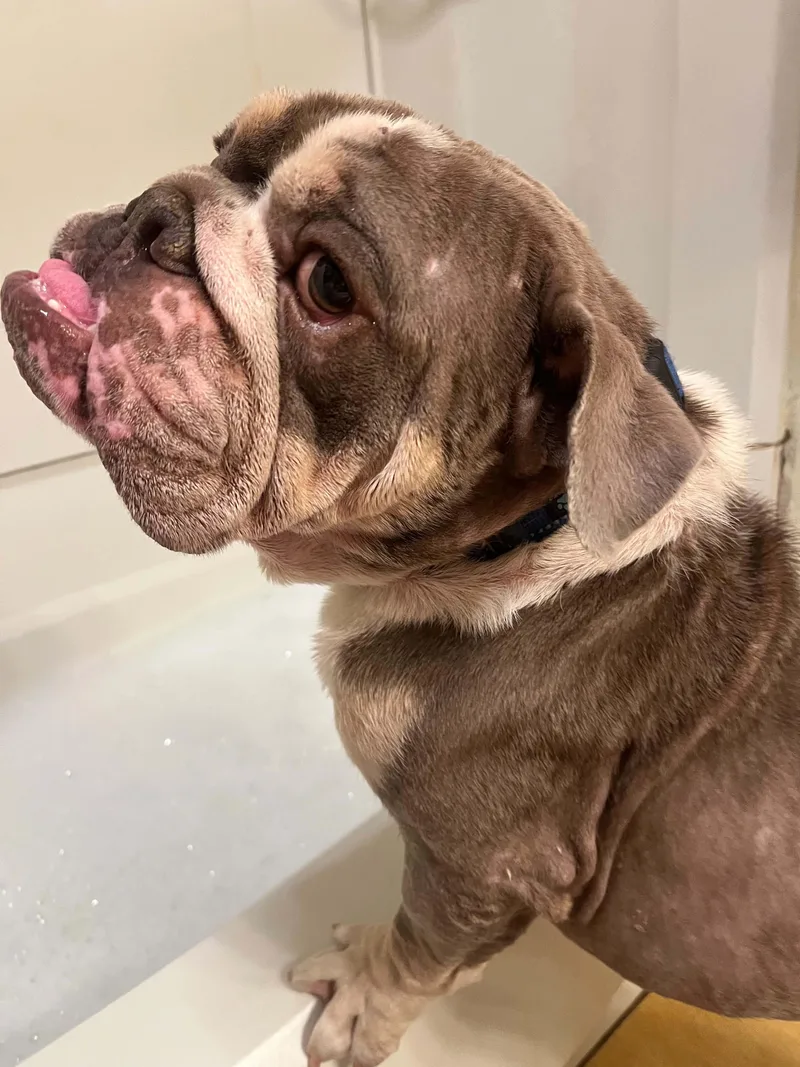 Eggroll the English Bulldog thumbnail 3