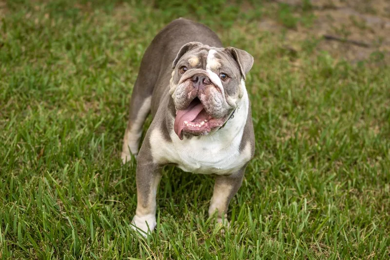 Eggroll the English Bulldog thumbnail 4