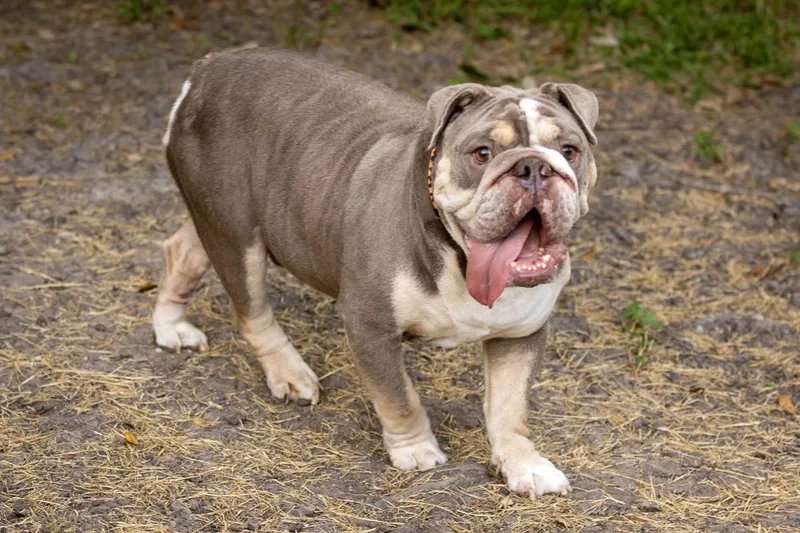 Eggroll the English Bulldog thumbnail 5