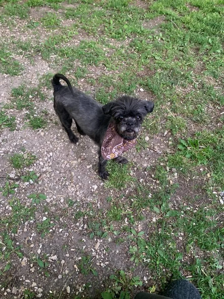 An adult medium-sized female Shih Tzu dog named Fancy $ for adoption in Milwaukee, WI