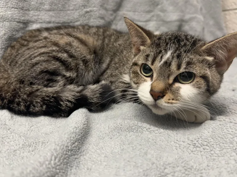 A young medium-sized female Domestic Short Hair cat named Summer for adoption in Grand Rapids, MI