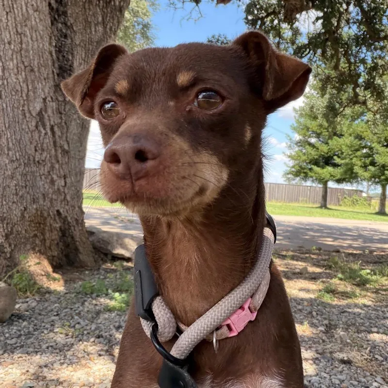 Brownie thumbnail 2