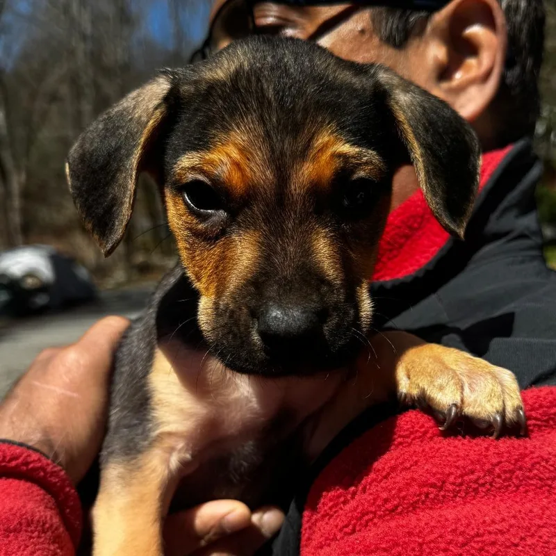 A baby medium-sized male Black English Bulldog dog named Ny Sheldon Avail Apr for adoption in Stormville, NY