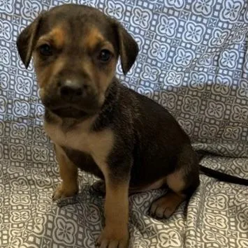 Ny Sheldon Avail Apr thumbnail 3