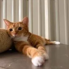 An adult small-sized female Orange / Red Domestic Short Hair cat named Lilly for adoption in Concord, NH
