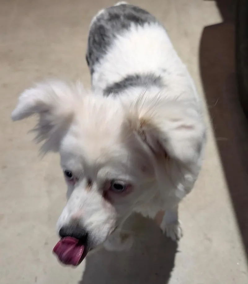 Lily thumbnail 2