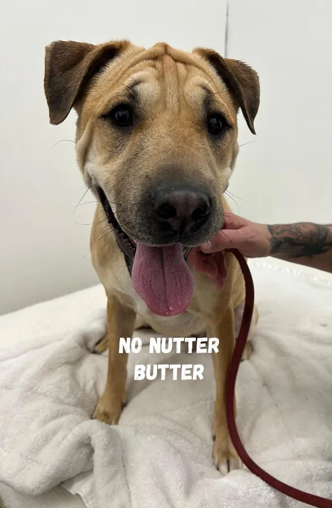 No Nutter Butter