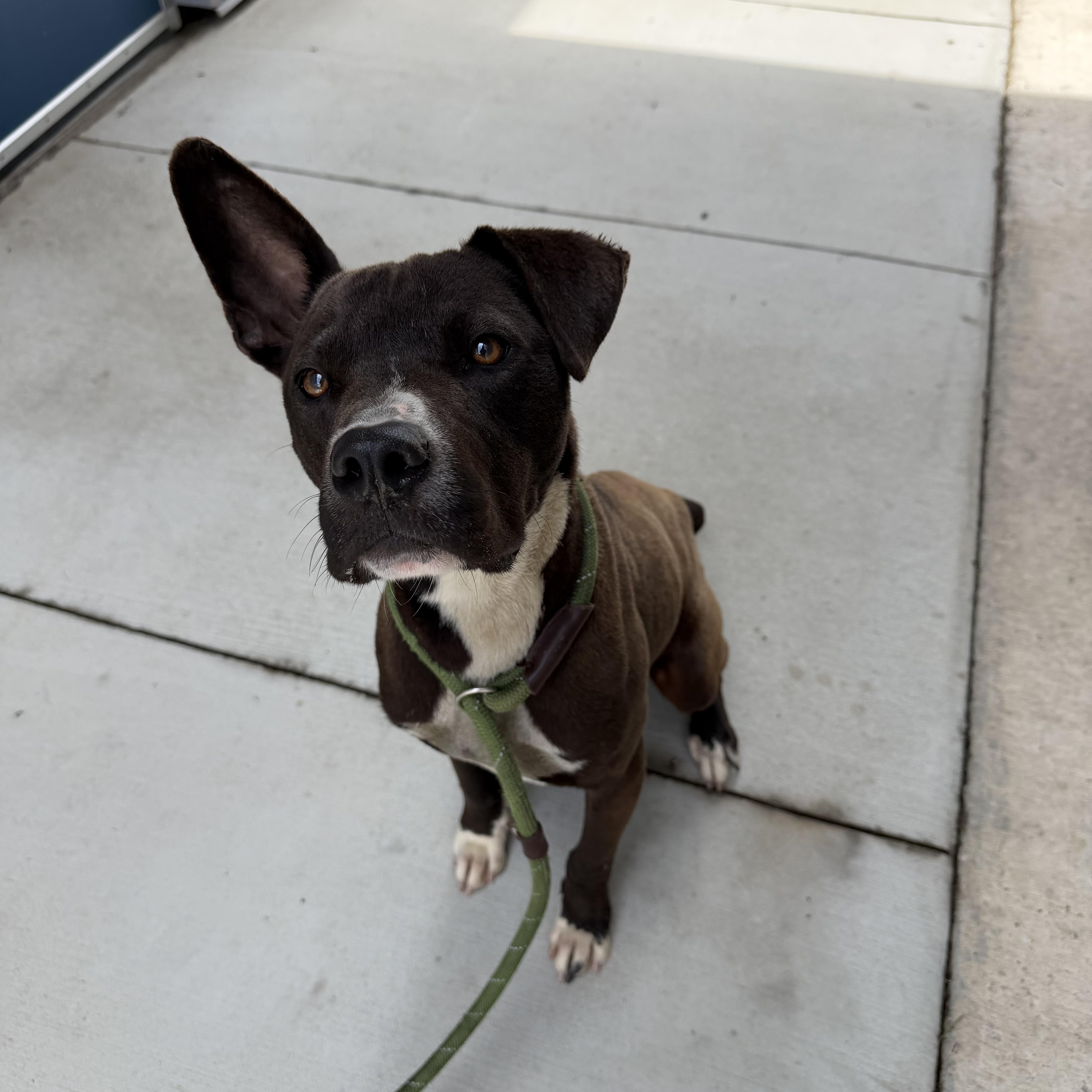 An adult medium-sized male Bicolor Terrier dog named Captain for adoption in Lancaster, SC