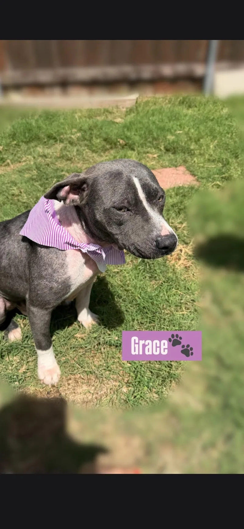 A young medium-sized female Pit Bull Terrier dog named Grace for adoption in Plano, TX