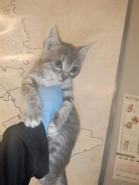 A baby small-sized female Domestic Short Hair cat named Aurora for adoption in San Jose, CA