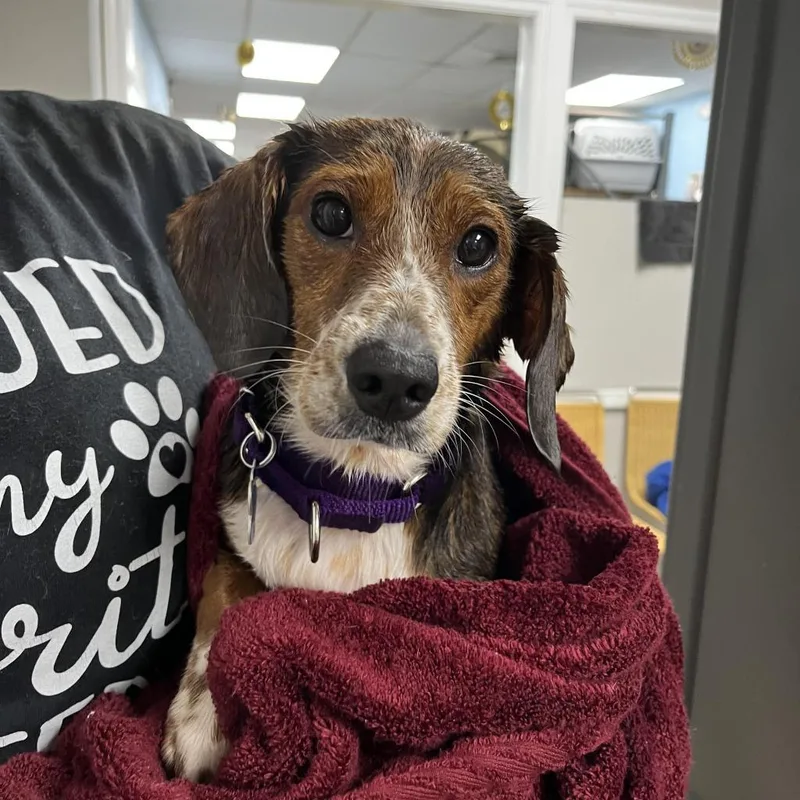 An adult small-sized female Beagle dog named Bailey for adoption in Medford, NY