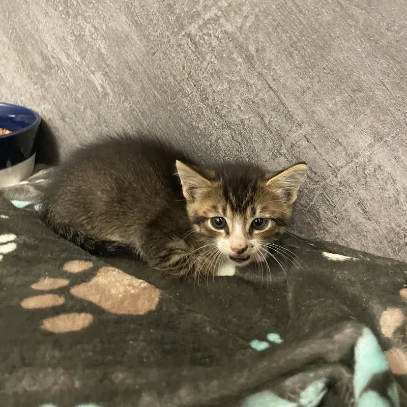 A baby small-sized male Gray / Blue / Silver American Shorthair cat named Sparrow for adoption in Dickinson, TX