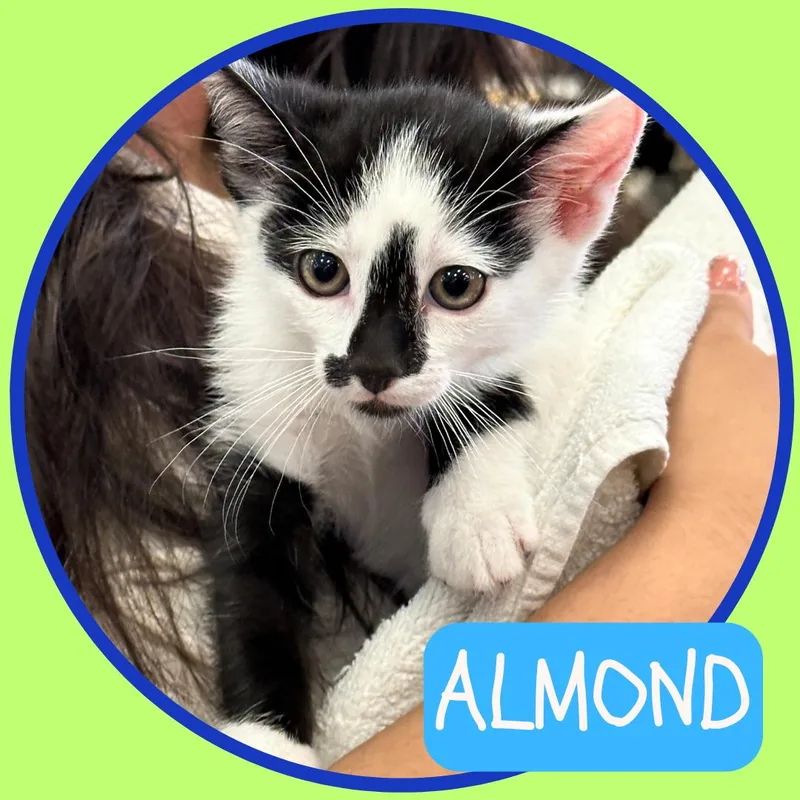 Bonded Pair Almond & thumbnail 2