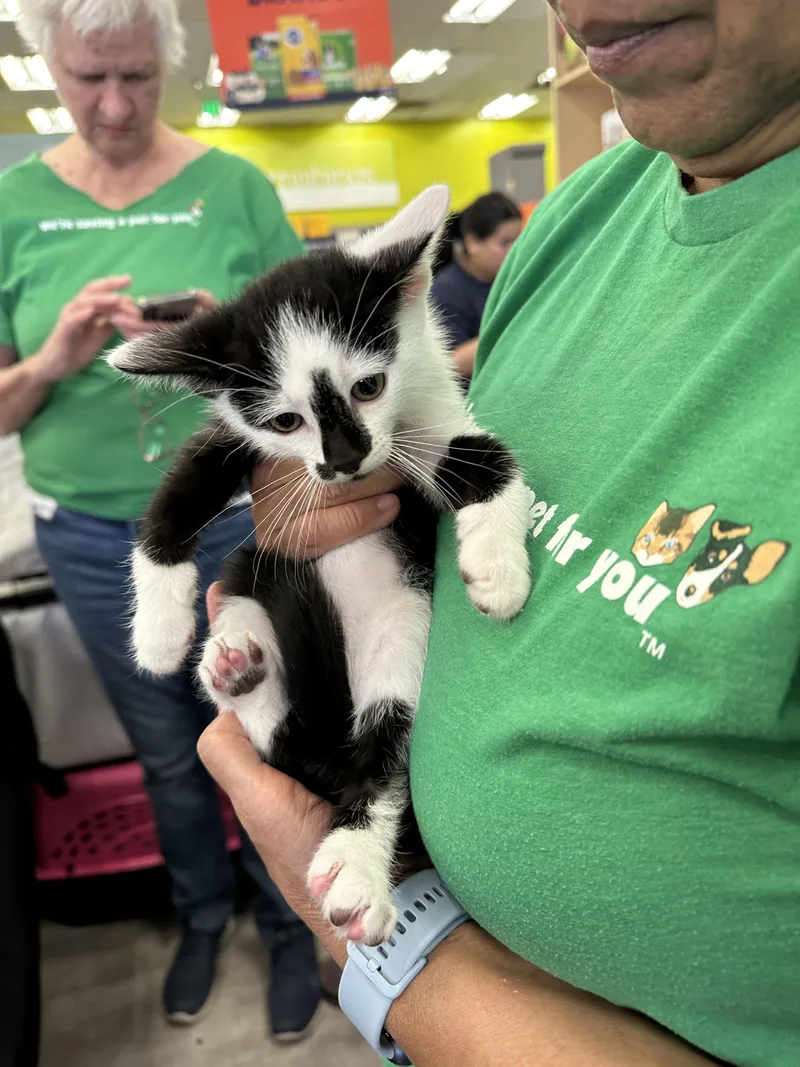 Bonded Pair Almond & thumbnail 3