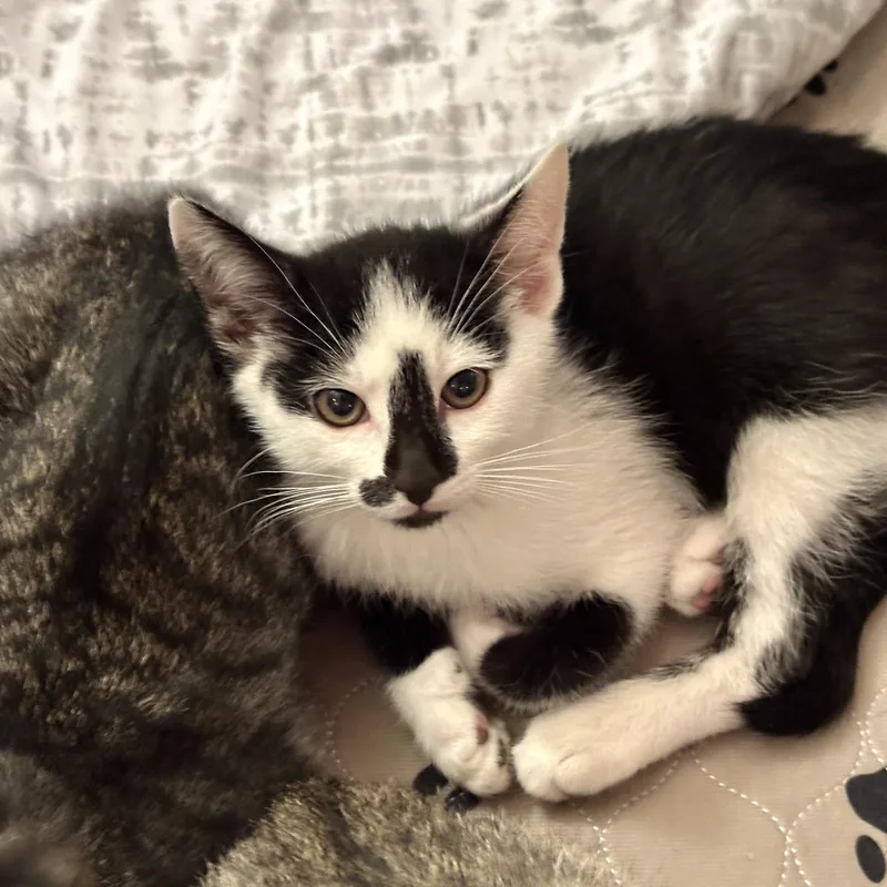 Bonded Pair Almond & thumbnail 4