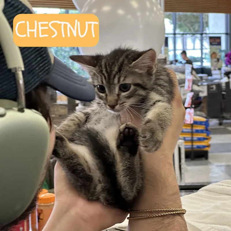 Bonded Pair Almond & thumbnail 5