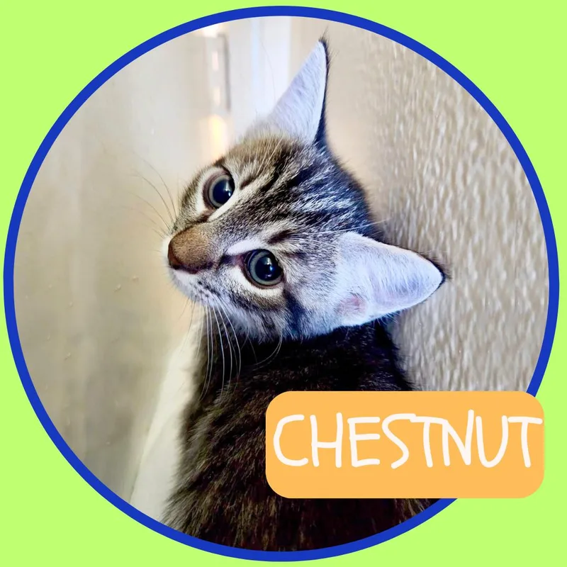 Bonded Pair Almond & thumbnail 6